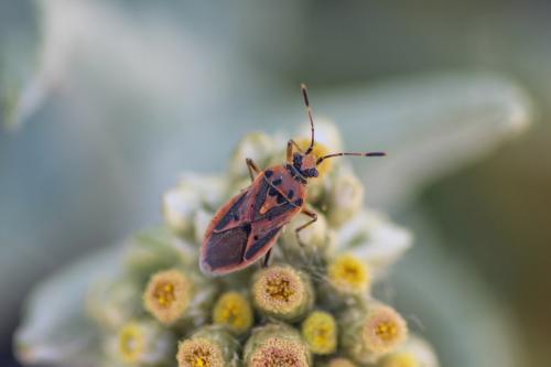 Réf. 219 889 : Corizus hyoscyami nigridorsum